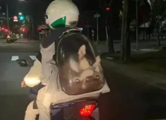 哈士奇被人塞进狭小背包，四肢蜷缩无法动弹，这种痛苦谁能体会？