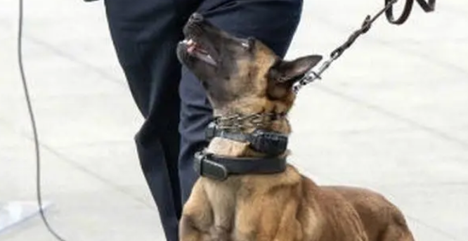 男子超速还醉驾，甚至咬伤警犬并袭警，将面临多项指控