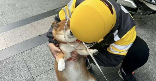 柴柴站路边突然被路过的骑手狂撸头，狗子无语：你礼貌吗？