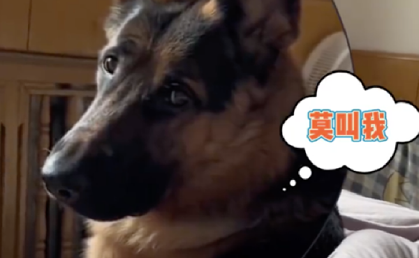 网友嗓子变哑，怎么叫狗它都不来，还很嫌弃的看她：莫叫我