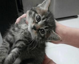 捡回一只流浪虎斑猫，黑猫对它宠爱有加