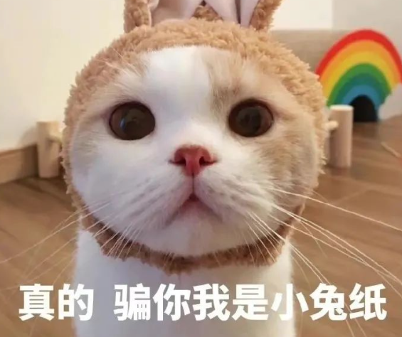 “说出来你可能不信，我的猫和我撞脸啦，长得一毛一样！”