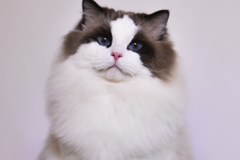男子养了一只布偶猫，来年收获一群的小布偶，真心是赚大了