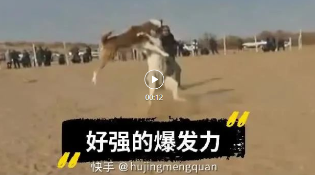 能把对手撞飞的阿拉拜---爆发力最好的说明