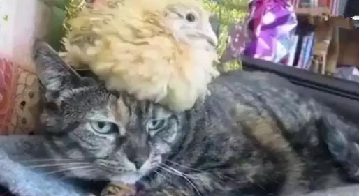 虎斑猫每天把小鸡当枕头, 等它长大后开始报复猫咪, 笑喷了！