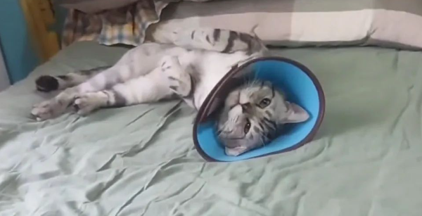 小猫被扔在路边奄奄一息，好心的小姐姐用了30天让猫咪重获新生