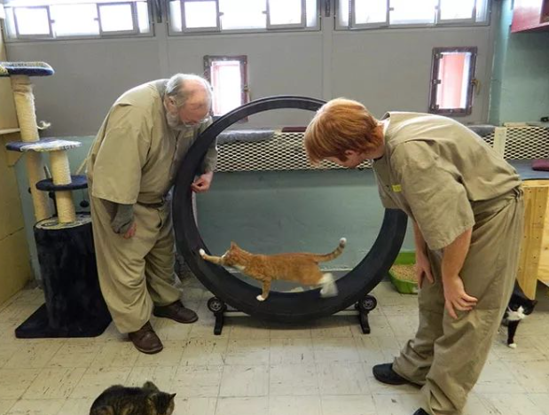 可能被安乐死的流浪猫，送去监狱给犯人照顾，几个月后竟这样…