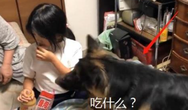 德牧是网友第3个“孩子”，爱跟姐姐抢零食，谁还不是宝宝呢