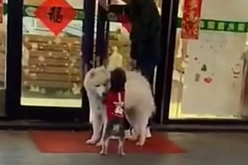 被困萨摩被小狗欺负，没想到萨摩转身搭肩：怎么回事小老弟