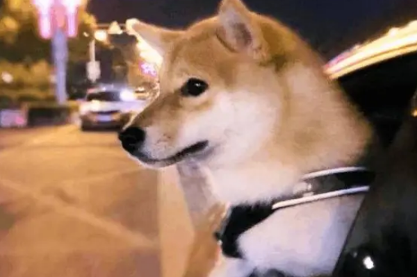 铲屎官开车带柴犬兜风，柴整个身体都探出窗外，路人：狗要跳车啦