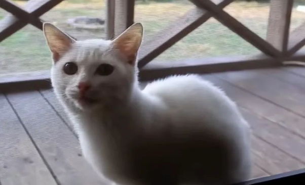 猫妈妈给孩子找了一户人家之后就离开了，但是这户人家并不想收留小奶猫