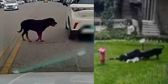 疑咬伤女童黑狗逃跑画面曝光！女童母亲发声