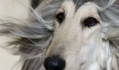 为爱犬花费24万元，只认是世界上最美的狗，网友：真像梅超风