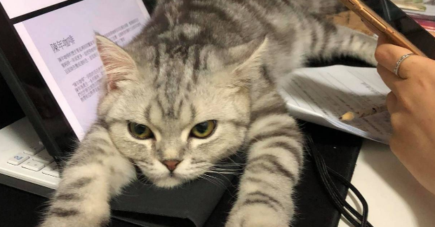猫咪这么无情？主人烫伤痛得鬼哭狼嚎，它竟然只想偷吃！ 