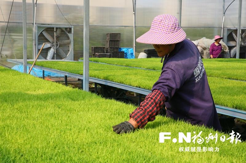 春耕备耕 长乐雪美农业水稻种植基地见闻
