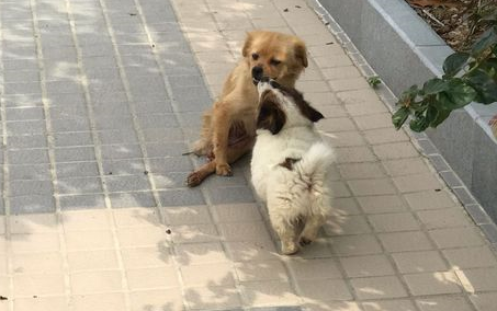 流浪狗妈独自抚养孩子，腿伤仍坚持觅食，画面心疼直到好心人出现 