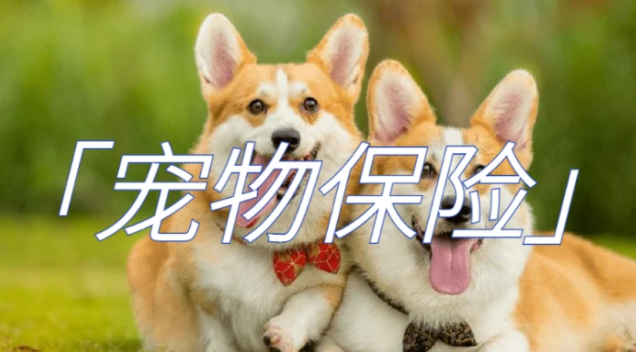 数字化助推宠物行业服务升级