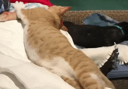 MEMO—猫问题行为的专业管理策略
