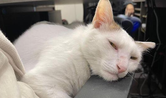 只要一入冬，这虎斑猫就会躺遍全公司女同事的大腿！