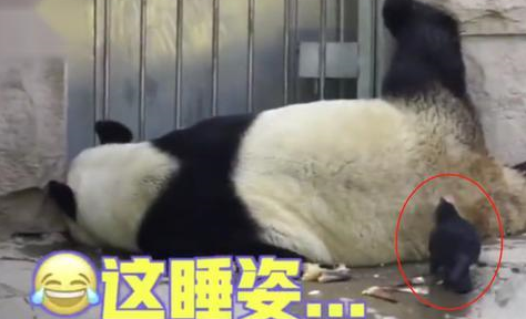 熊猫姿势奇葩睡觉觉，背后出现不速之客，网友：快被啄秃了还睡？