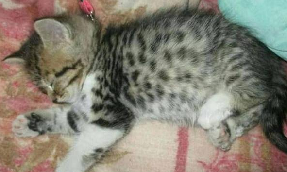 小伙收养可爱流浪猫，半年后却画风突变，朋友看到差点笑喷！ 