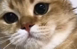 发现自己被主人偷拍后，猫咪的反应相当暴躁，主人：脑壳痛！