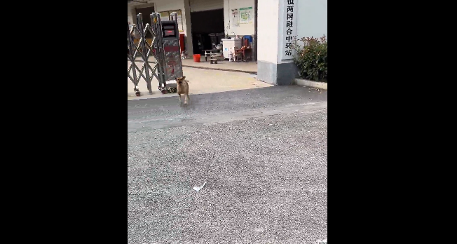 据说狗子在尴尬的时候，会假装自己很忙...