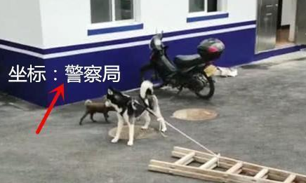 二哈走丢被人送到警察局，大热天却被绑在室外，警察说出无奈真相