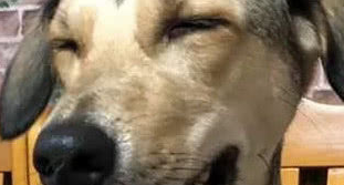 田园犬从小到大没变过，网友们羡慕到眼红：狗狗也冻龄了