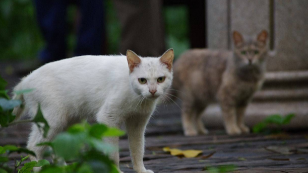 小伙收养可爱流浪猫，半年后却画风突变，朋友看到差点笑喷！ 