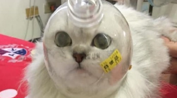 猫咪剪指甲总是不配合，于是罩住它的小脑袋后，猫：我被封印了吗