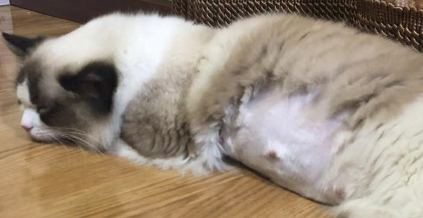 家里的猫咪怀孕后经常呕吐，去医院检查后，医生却说和怀孕无关