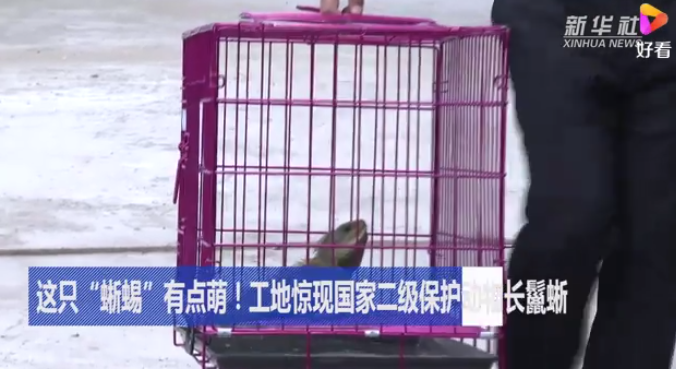 这只“蜥蜴”有点萌！工地惊现国家二级保护动物长鬣蜥