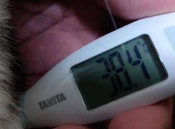 网友想翘班，用猫咪这样做，立马发高烧成功请假！猫：你是真的狗！