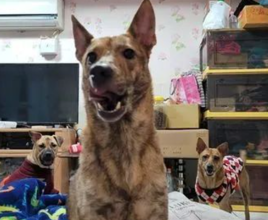 虎斑犬找来两个小弟，把主人团团围住：把肉干交出来！