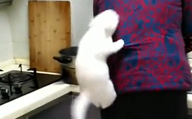 奶奶做饭猫咪这样做，主人：你划到我腿了，猫：我就看今天吃啥饭