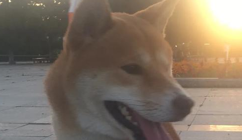 捣乱：人家九寨沟金秋飘雪，你个柴犬跟什么风，非弄个漫天狗毛