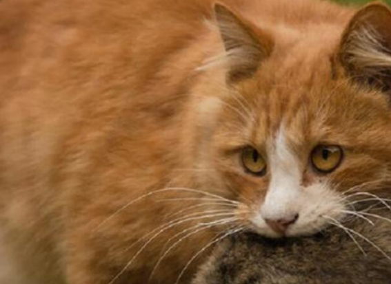 “翻脸不认猫”？交配后，母猫为何会转头攻击公猫？ 