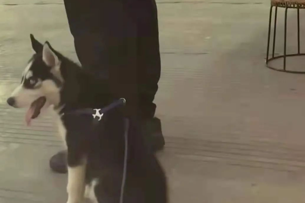 火遍全网的“警犬二哈”突然离世，特警：它是被人害死的！