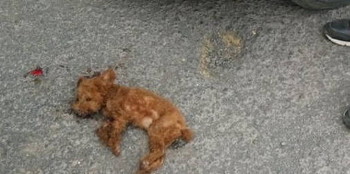 杂牌泰迪犬命丧车轮 狗主人要求索赔800元