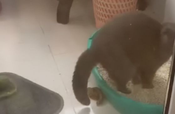 江苏猫咪将粑粑拉到盆外，闻到臭味后发现，下一秒行为看笑网友！ 