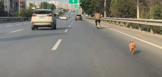 狗狗误入快速路车流中奔跑 暖心司机开双闪挡车流