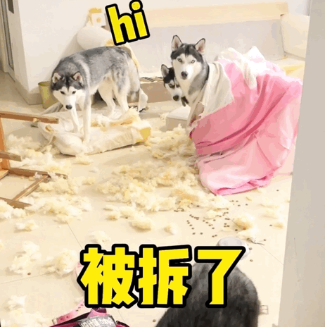 养了4只哈士奇后，沙发被修补了7次，铲屎官当场疯了