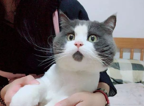 我就不信你没用过它的表情包！爆红网络的“惊讶猫”其实一点也不惊讶
