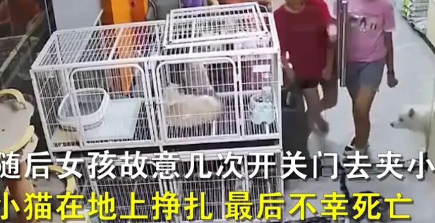 东莞：小女孩在宠物店用玻璃门夹死小猫，店主：约家长见面解决