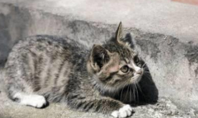捡回一只流浪虎斑猫，黑猫对它宠爱有加