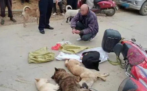 路遇小狗咬裤脚便将其带走，男子因偷狗被处行政拘留十日