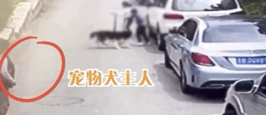 青岛一哈士奇突然扑向孩子，连续咬伤4人