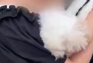 宠物狗被下药毒死，女主人抱狗崩溃痛哭，一检查小区8条狗被毒死