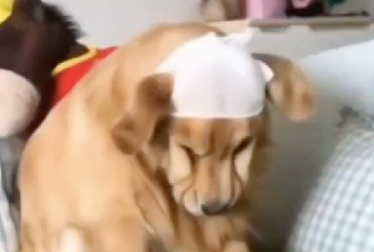 狗狗以为出去玩，兴奋跑过去一头撞到玻璃门上，悔到脸都起褶子了